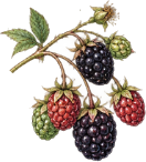 Blackberry Leaf icon