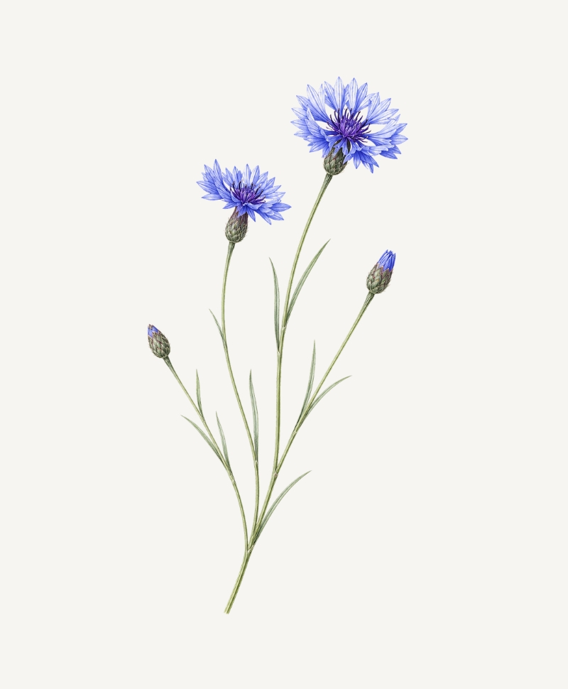 Blue Cornflower illustration