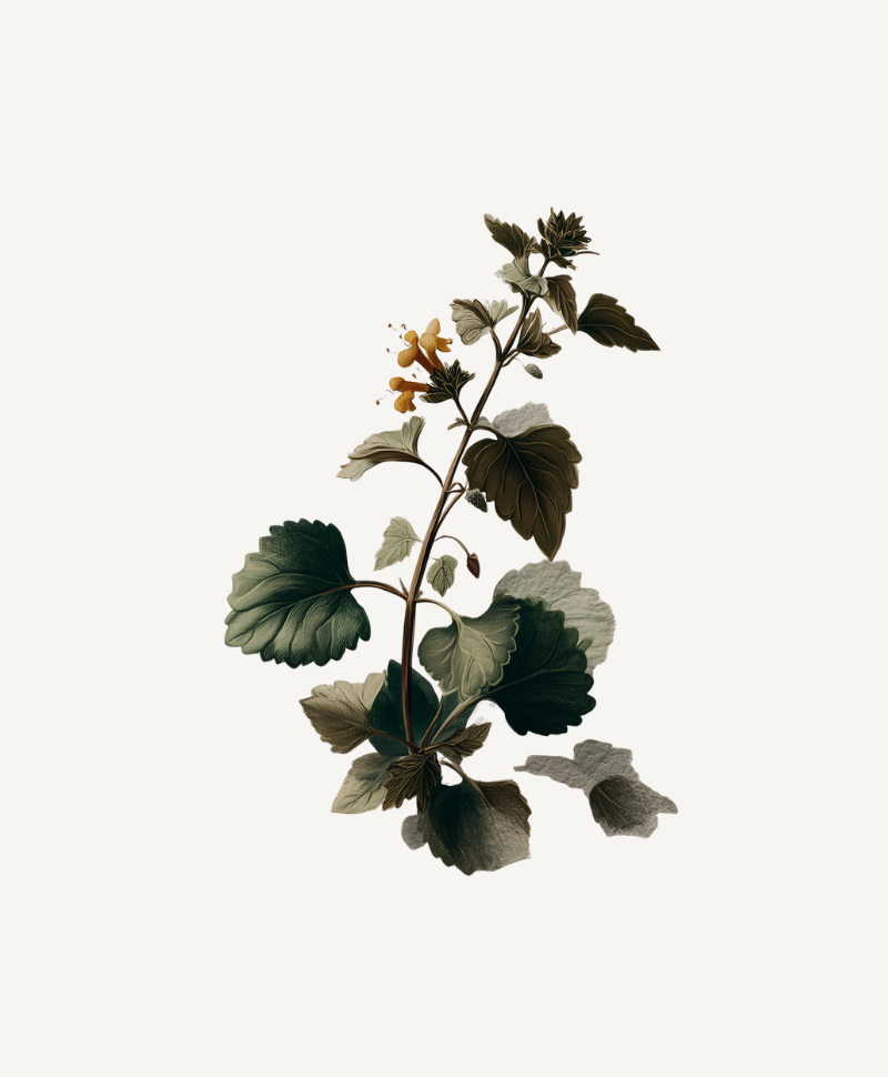 Horehound stem illustration