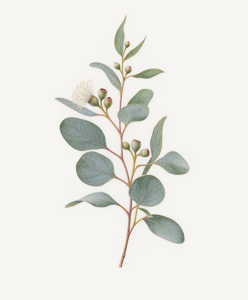 Eucalyptus stem illustration