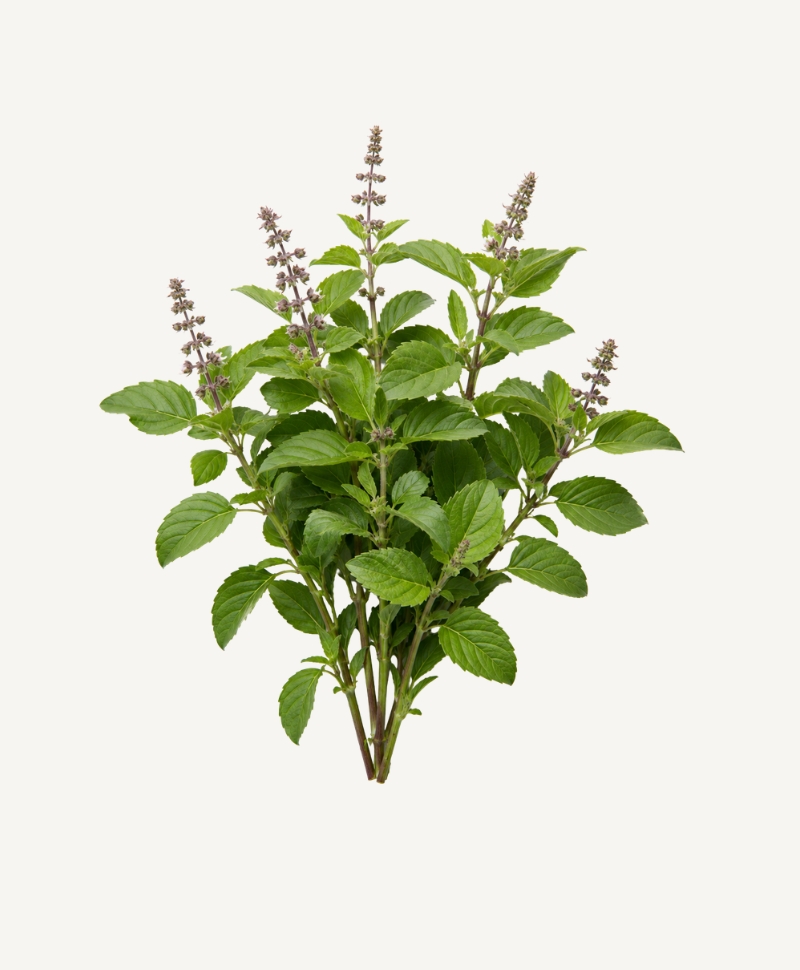Holy Basil stem illustration