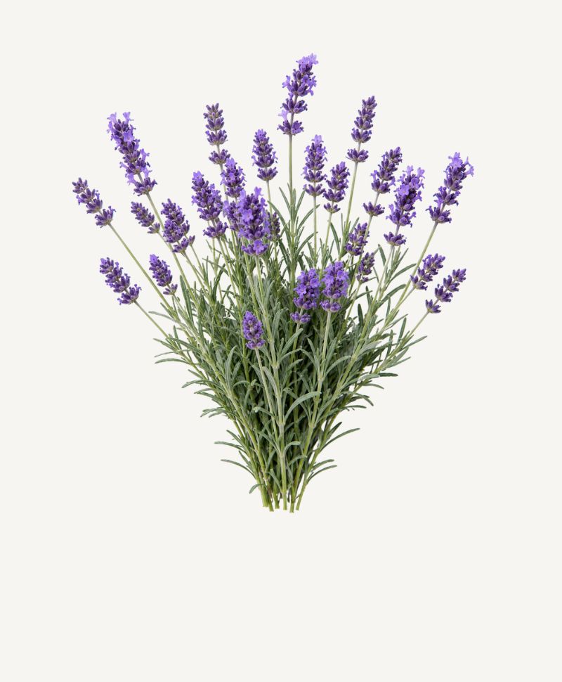 Lavender stem illustration