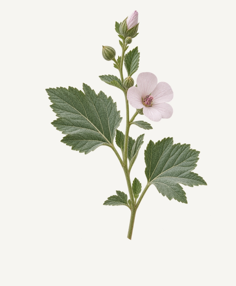 Marshmallow leaf botanical illustration