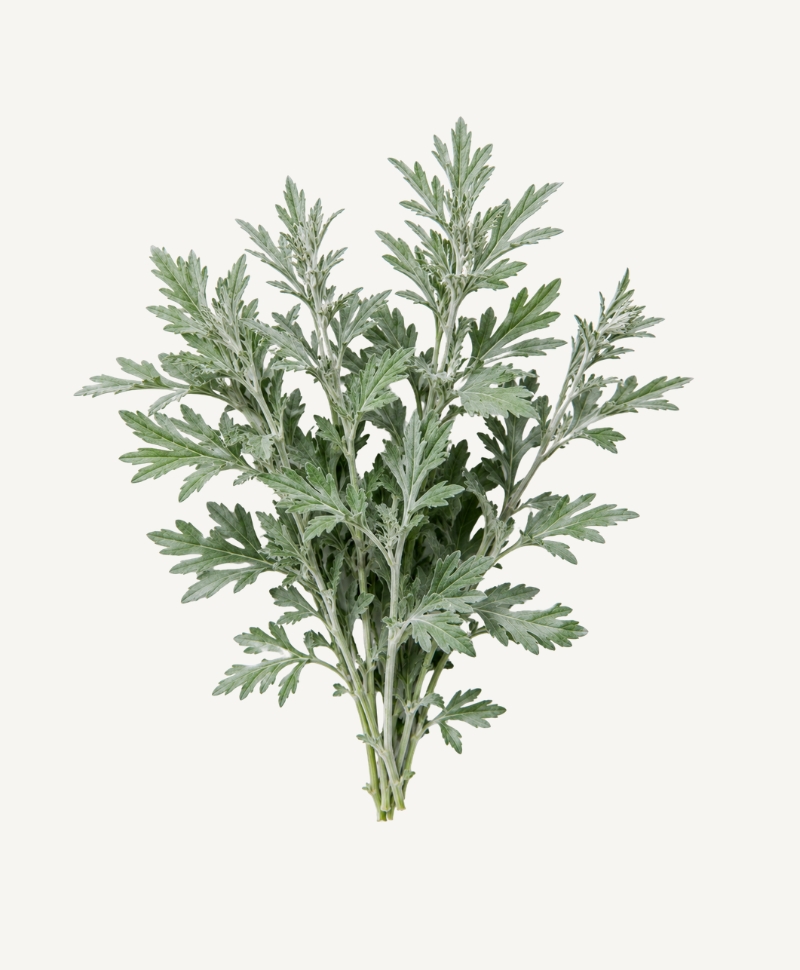 Mugwort botanical illustration