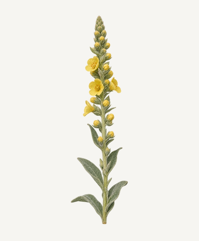 Mullein botanical illustration