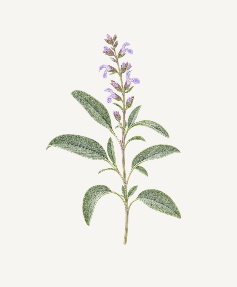 Sage botanical illustration