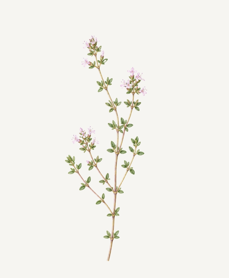 Thyme botanical illustration