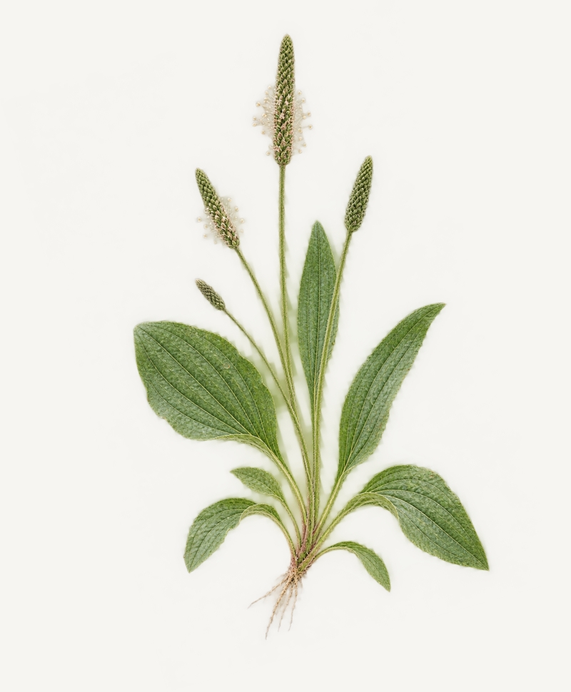 Plantain botanical illustration
