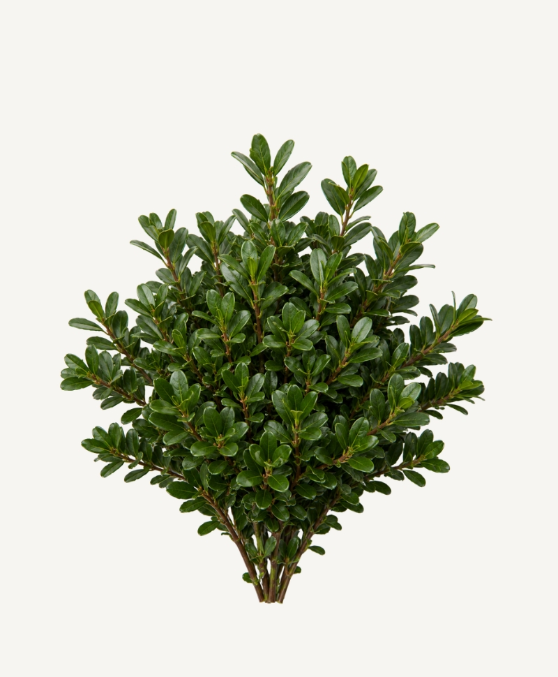 Uva Ursi botanical illustration